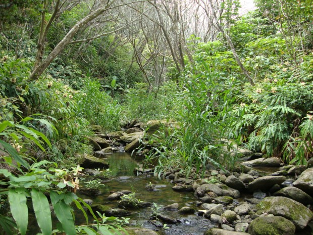 "Hiking Waihee Ridge Trail"