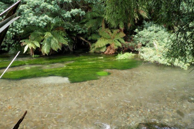 "Hiking Waihou Springs Trail"