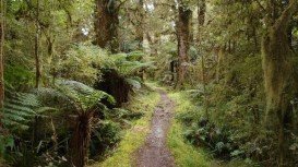 Hollyford Track, Te Anau