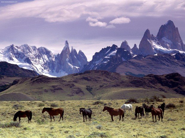 "Horse Riding Glacier Ride"