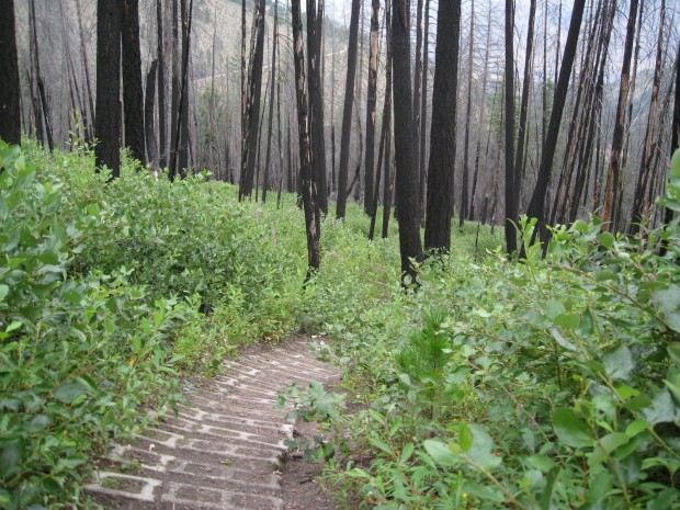 "MTB Pot Peak Trail"