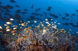 Mtwapa Creek, Mombasa Marine Park