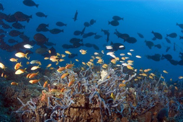 "Mtwapa Creek, Mombasa Marine Park Scuba Diving"