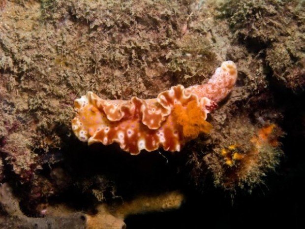 "Nudibranch at Norma Wreck"