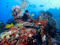 Outer Blue Fish Reef, North Head