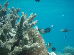 Sandy Ray, Mombasa Marine Park