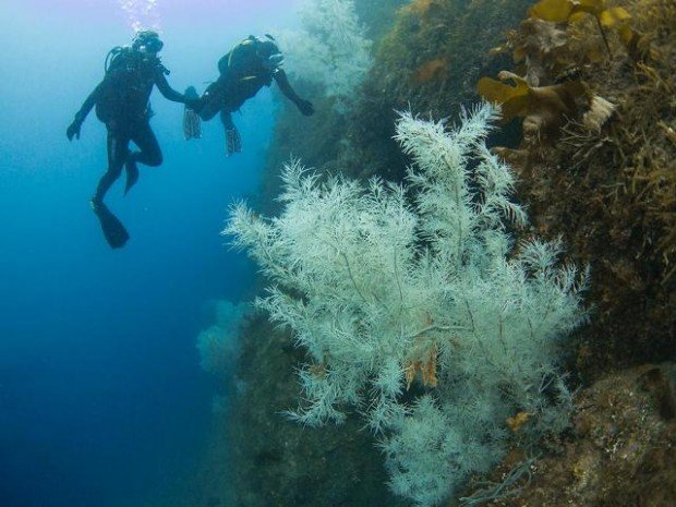 "Scuba Divers in Milford Sound"