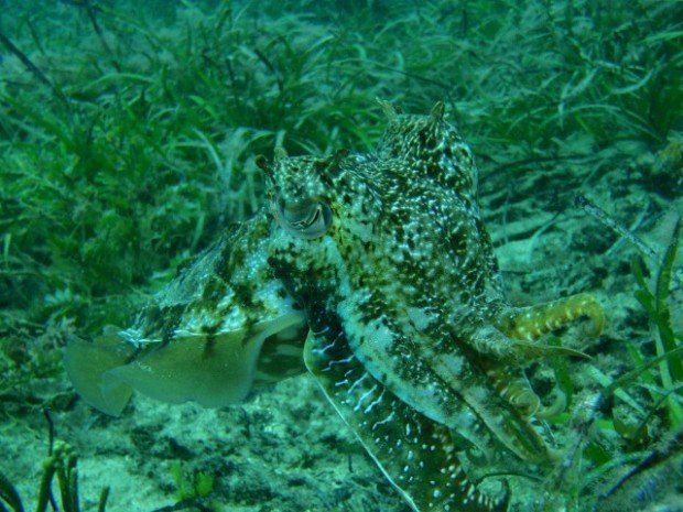 "Scuba Diving, Cuttlefish"