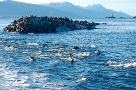 Isla De Los Lobos, Ushuaia