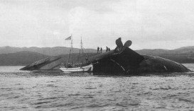 Monte Cervantes Shipwreck, Ushuaia