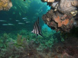 Aldinga Pinnacles, Adelaide