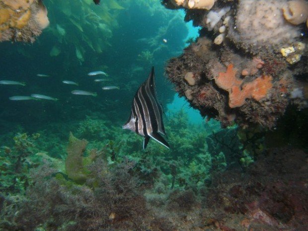 "Scuba Diving at Aldinga Pinnacles, Adelaide"