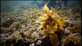 Hallett Cove Reef, Marino