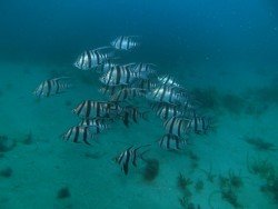 Milkies Reef, Adelaide