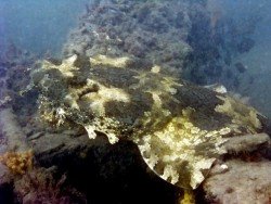 The Norma Wreck, Adelaide
