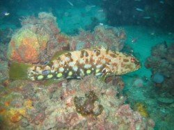 Northern Outer Reef, Adelaide