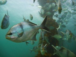 Port Noarlunga Jetty, Adelaide