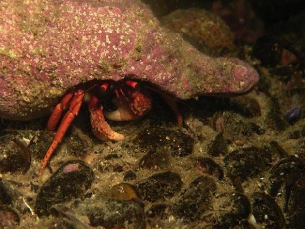 "Scuba Diving at Port Noarlunga Northern Reef"