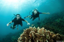 Sharkpoint Bouye 2, Mombasa Marine Park