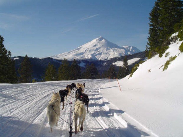 "Sledding with Dogs at Mount Shasta"