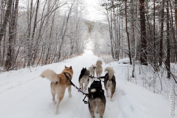 "Sledding with Dogs at North Lake Tahoe"