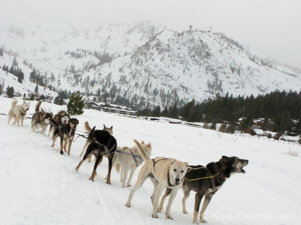 "Sledding with Dogs at Squaw Valley Ski Resort"