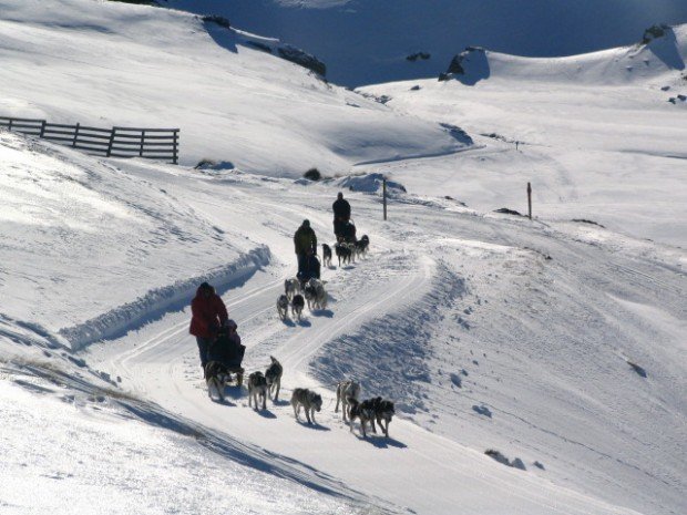 "Snow Farm, Dog Sledding"
