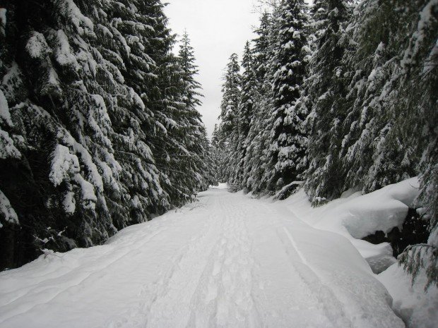 "Snowshoeing Lower Gold Creek Basin"