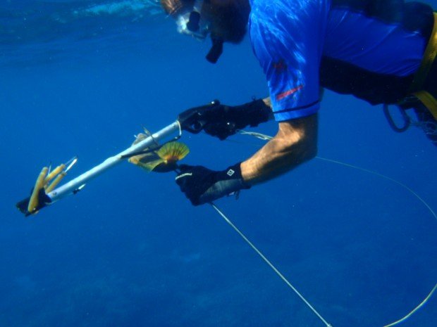 "Spearfishing Kealakekua Bay"