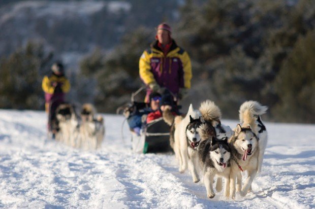 "Tamarack Lodge Dogs with Sled"