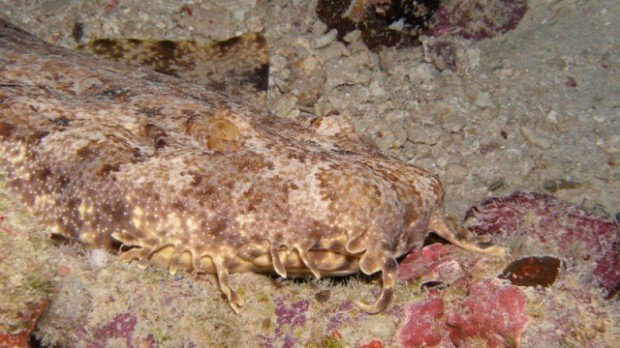 "Wobbegong Shark, Scuba Diving"