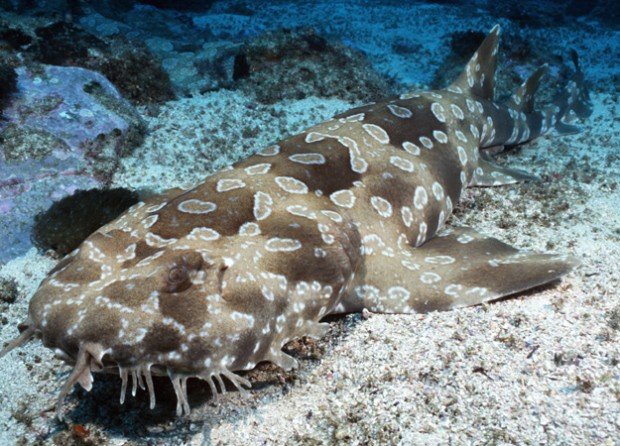 "Wobbegong at the seabed"