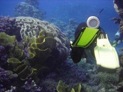 Colours Reef, South Head