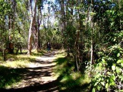 Kīpukapuaulu Trail, Volcano National Park