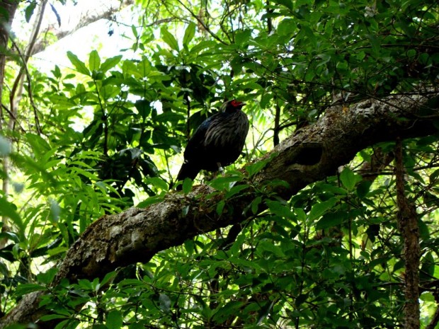 "Kipukapuaulu Trail Hiking"