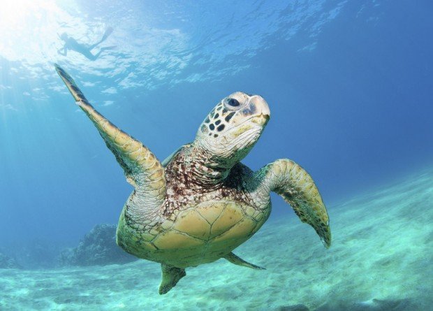 "Diving Mahukona Beach"