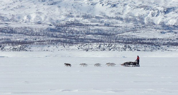 "Dog sledding at Bjorkliden"