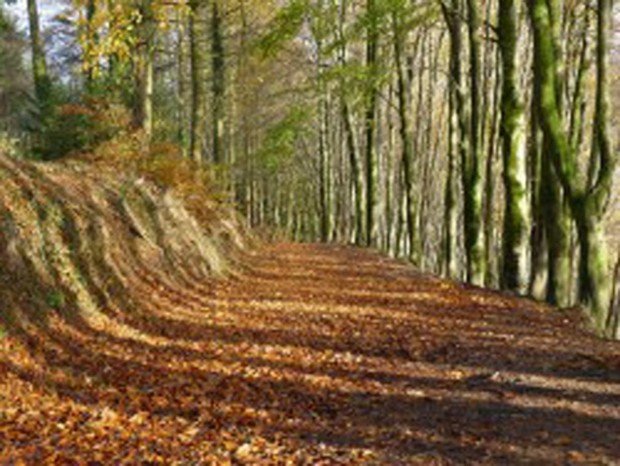 "Hiking trail in Swansea"