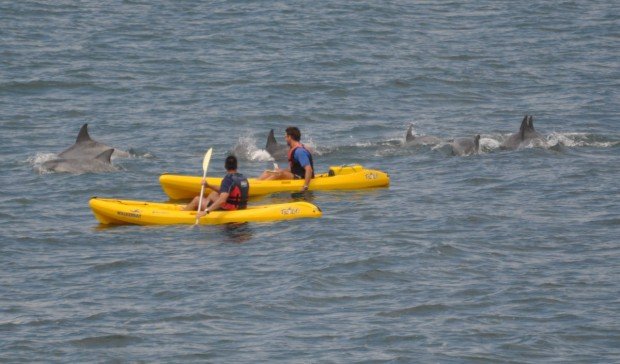 "Kayaking with dolphins at Hermanus"