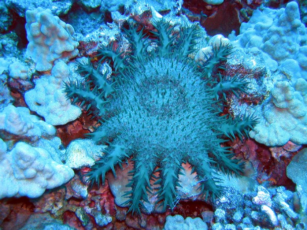 "Kealakekua Bay Scuba Diving"