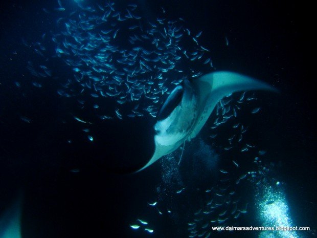 "Manta Ray Madness Scuba Diving"