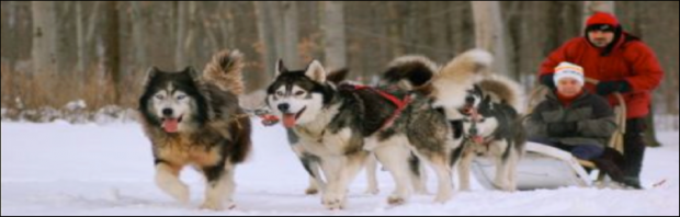 "Mont Sainte Anne Sledding with Dogs"