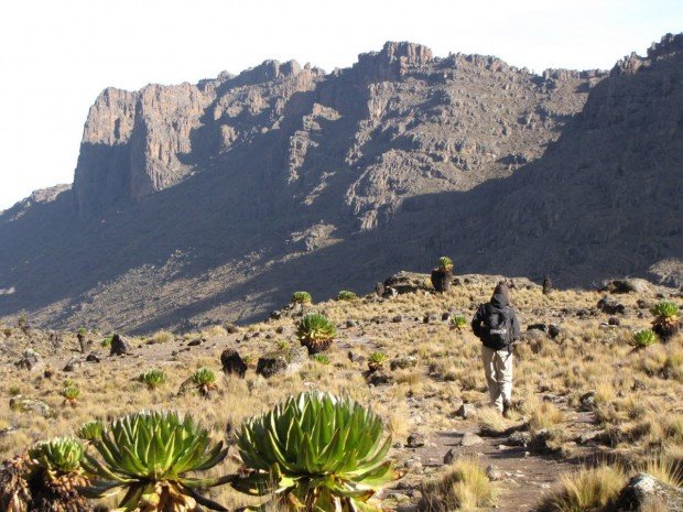 "Mt. Kenya National Park at a Trekking trail"