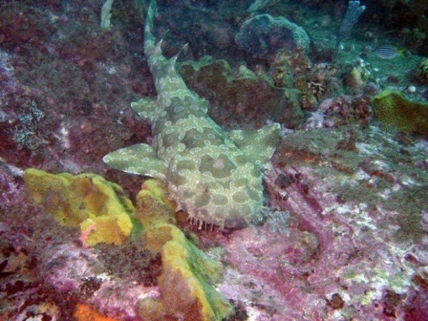 "Old Mans Hat Scuba Diving"