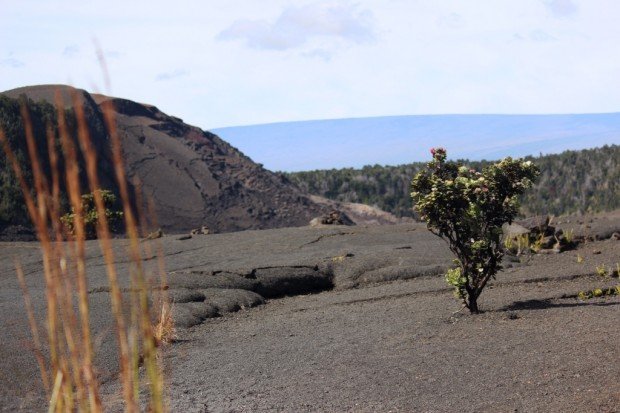 "Pu'u Huluhulu Trail Hike"