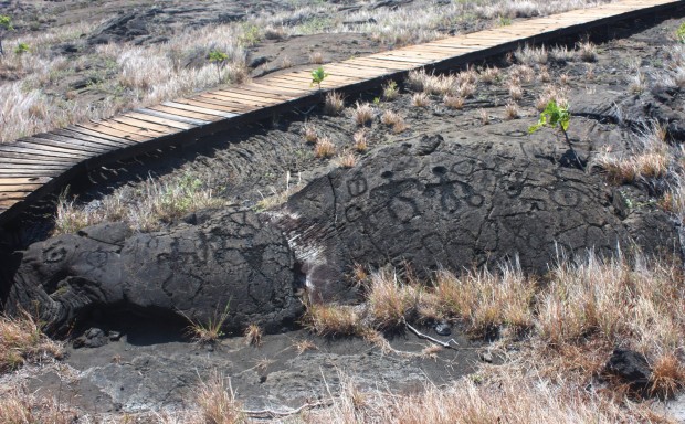 "Pu’u Loa Petroglyphs Trail Hike"