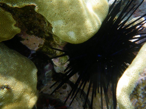 "Richardson's Beach Free Diving"