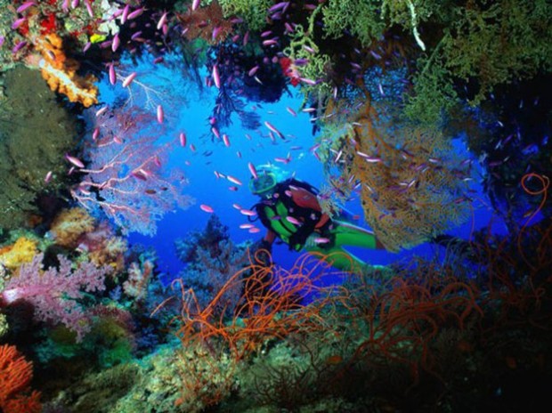 "Santos Reef Scuba Diving"