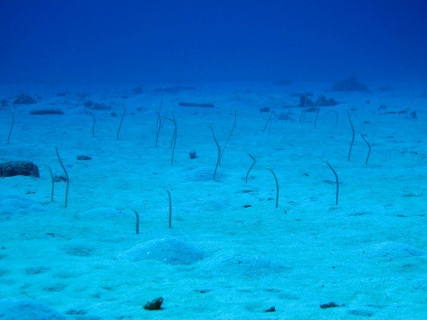 'Scuba Diving Garden Eel Cove"