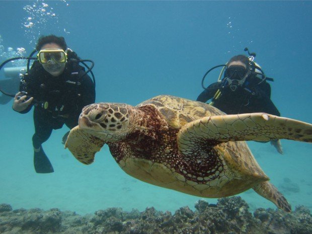 "Scuba Diving Kailua Kona"